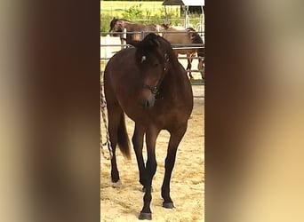 Demi-sang arabe, Hongre, 3 Ans, 157 cm, Bai