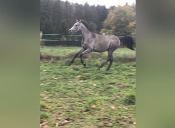 Demi-sang arabe, Hongre, 3 Ans, Gris