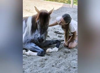 Demi-sang arabe, Hongre, 4 Ans, 140 cm, Rouan Bleu