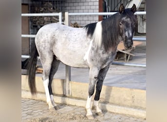 Demi-sang arabe, Hongre, 4 Ans, 140 cm, Rouan Bleu