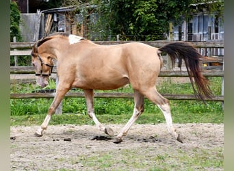 Demi-sang arabe, Hongre, 4 Ans, 147 cm