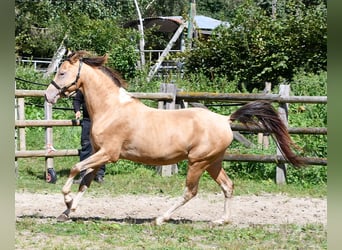 Demi-sang arabe, Hongre, 4 Ans, 147 cm