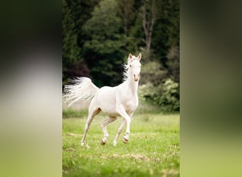 Demi-sang arabe, Hongre, 4 Ans, 150 cm, Cremello