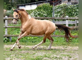 Demi-sang arabe, Hongre, 5 Ans, 147 cm