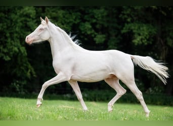 Demi-sang arabe, Hongre, 6 Ans, 150 cm, Cremello
