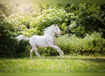 Demi-sang arabe, Hongre, 6 Ans, 150 cm, Cremello