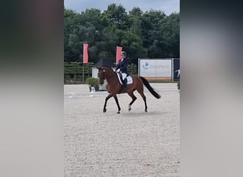 Demi-sang arabe, Hongre, 8 Ans, 160 cm, Bai clair