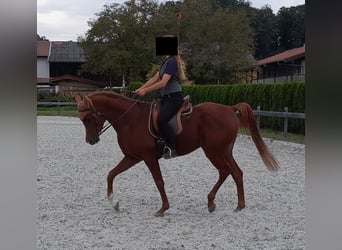 Demi-sang arabe, Hongre, 8 Ans, Alezan