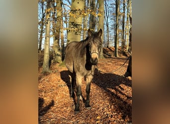 Demi-sang arabe, Jument, 10 Ans, 155 cm, Buckskin