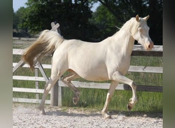 Demi-sang arabe, Jument, 12 Ans, 150 cm, Cremello