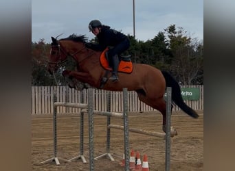 Demi-sang arabe Croisé, Jument, 12 Ans, 160 cm, Bai cerise