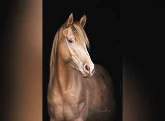 Demi-sang arabe, Jument, 13 Ans, 153 cm, Champagne