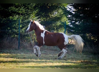 Demi-sang arabe, Jument, 14 Ans, 148 cm, Tobiano-toutes couleurs