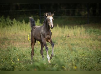 Demi-sang arabe, Jument, 1 Année, 153 cm, Buckskin