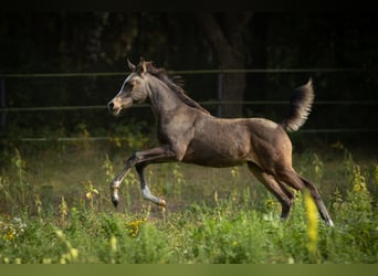 Demi-sang arabe, Jument, 1 Année, 153 cm, Buckskin