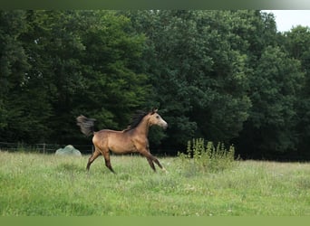 Demi-sang arabe, Jument, 1 Année, 153 cm, Buckskin