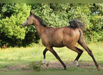 Demi-sang arabe, Jument, 1 Année, 153 cm, Buckskin