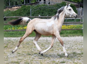 Demi-sang arabe, Jument, 1 Année, 155 cm, Buckskin