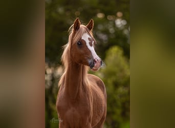 Demi-sang arabe, Jument, 1 Année, Alezan cuivré