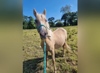 Demi-sang arabe, Jument, 2 Ans, 140 cm, Palomino