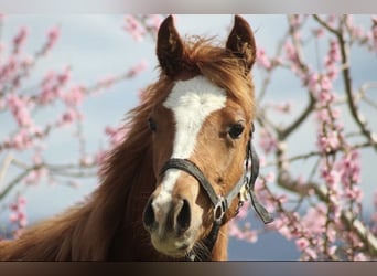 Demi-sang arabe, Jument, 2 Ans, 150 cm, Alezan