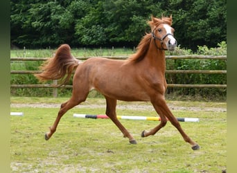 Demi-sang arabe, Jument, 2 Ans, 154 cm, Alezan