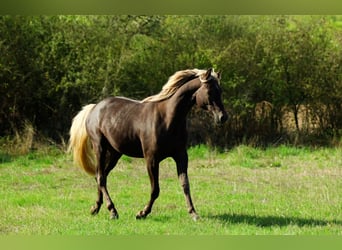 Demi-sang arabe, Jument, 2 Ans, 154 cm, Noir