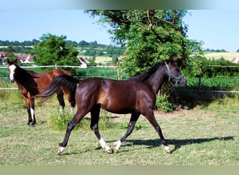 Demi-sang arabe, Jument, 2 Ans, 155 cm, Noir