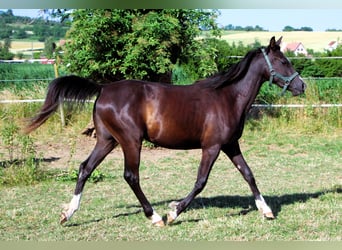 Demi-sang arabe, Jument, 2 Ans, 155 cm, Noir