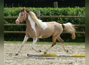 Demi-sang arabe, Jument, 2 Ans, 156 cm, Tobiano-toutes couleurs