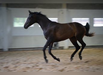 Demi-sang arabe, Jument, 2 Ans, 157 cm, Bai brun foncé