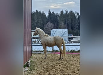 Demi-sang arabe, Jument, 3 Ans, 150 cm, Palomino