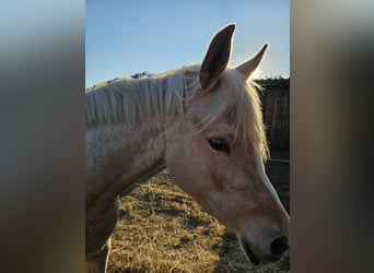 Demi-sang arabe, Jument, 3 Ans, 150 cm, Palomino
