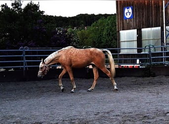 Demi-sang arabe, Jument, 3 Ans, 154 cm, Palomino
