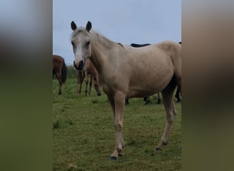 Demi-sang arabe, Jument, 4 Ans, 146 cm, Palomino
