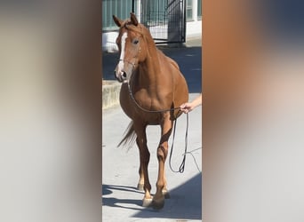 Demi-sang arabe, Jument, 4 Ans, 155 cm, Alezan