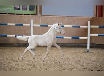 Demi-sang arabe, Jument, 4 Ans, 160 cm, Cremello