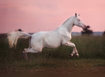 Demi-sang arabe, Jument, 4 Ans, 160 cm, Cremello