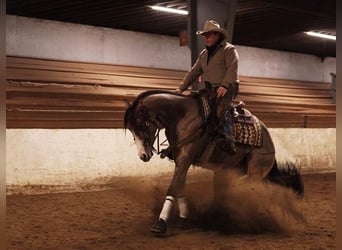 Demi-sang arabe, Jument, 4 Ans, Bai cerise