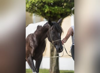 Demi-sang arabe, Jument, 4 Ans, Tobiano-toutes couleurs