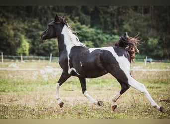 Demi-sang arabe, Jument, 4 Ans, Tobiano-toutes couleurs