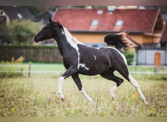 Demi-sang arabe, Jument, 4 Ans, Tobiano-toutes couleurs