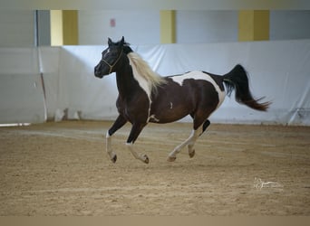 Demi-sang arabe, Jument, 4 Ans, Tobiano-toutes couleurs