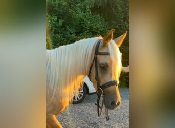 Demi-sang arabe, Jument, 5 Ans, 141 cm, Palomino