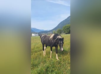 Demi-sang arabe, Jument, 5 Ans, 155 cm, Tobiano-toutes couleurs