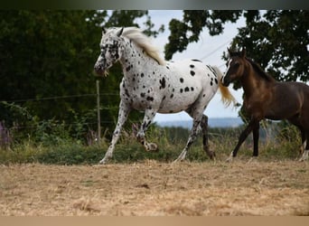 Demi-sang arabe, Jument, 9 Ans, 147 cm, Léopard