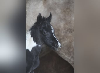 Demi-sang arabe, Jument, Poulain (03/2026), 152 cm, Tobiano-toutes couleurs