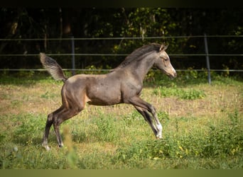 Demi-sang arabe, Jument, Poulain (06/2023), 153 cm, Buckskin