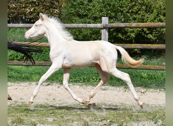 Demi-sang arabe, Jument, Poulain (05/2026), 155 cm, Perlino