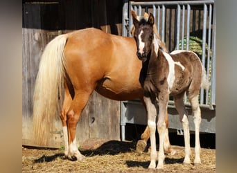 Demi-sang arabe, Jument, Poulain (03/2026), 156 cm, Tobiano-toutes couleurs